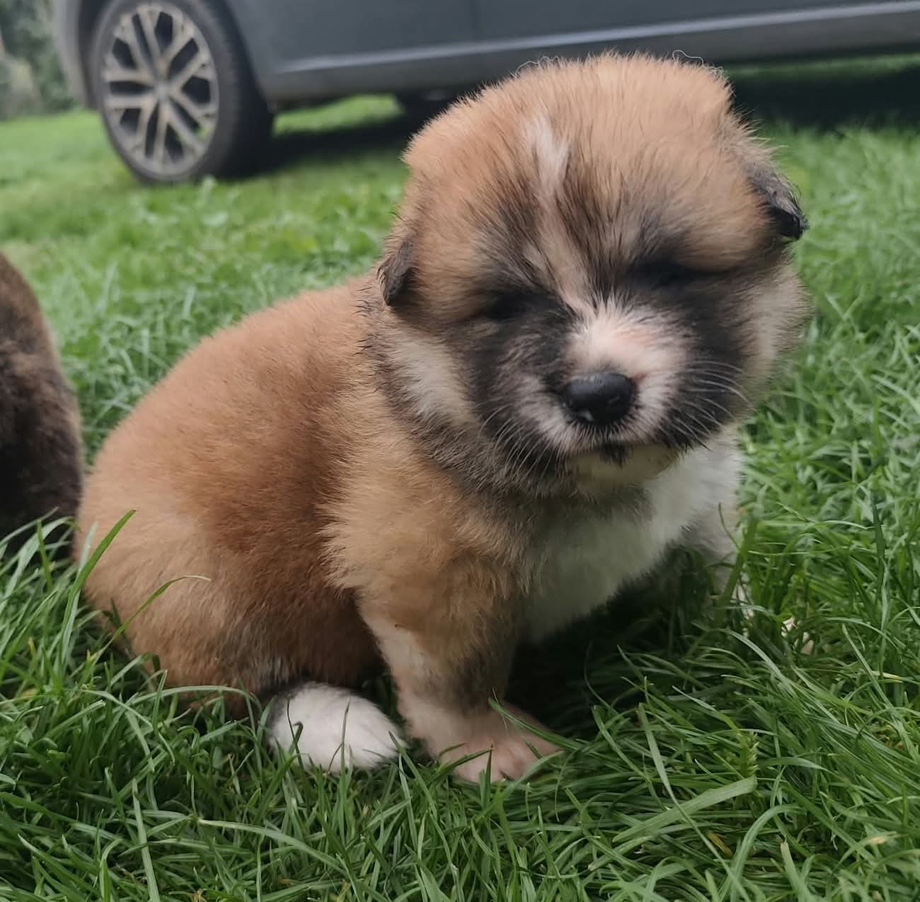 Du Sanctuaire Des Hoshi No Yume - Chiots disponibles - Akita