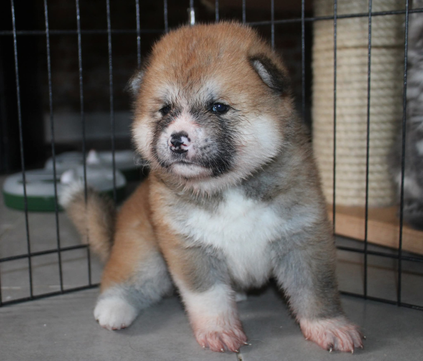 Du Sanctuaire Des Hoshi No Yume - Chiots disponibles - Akita