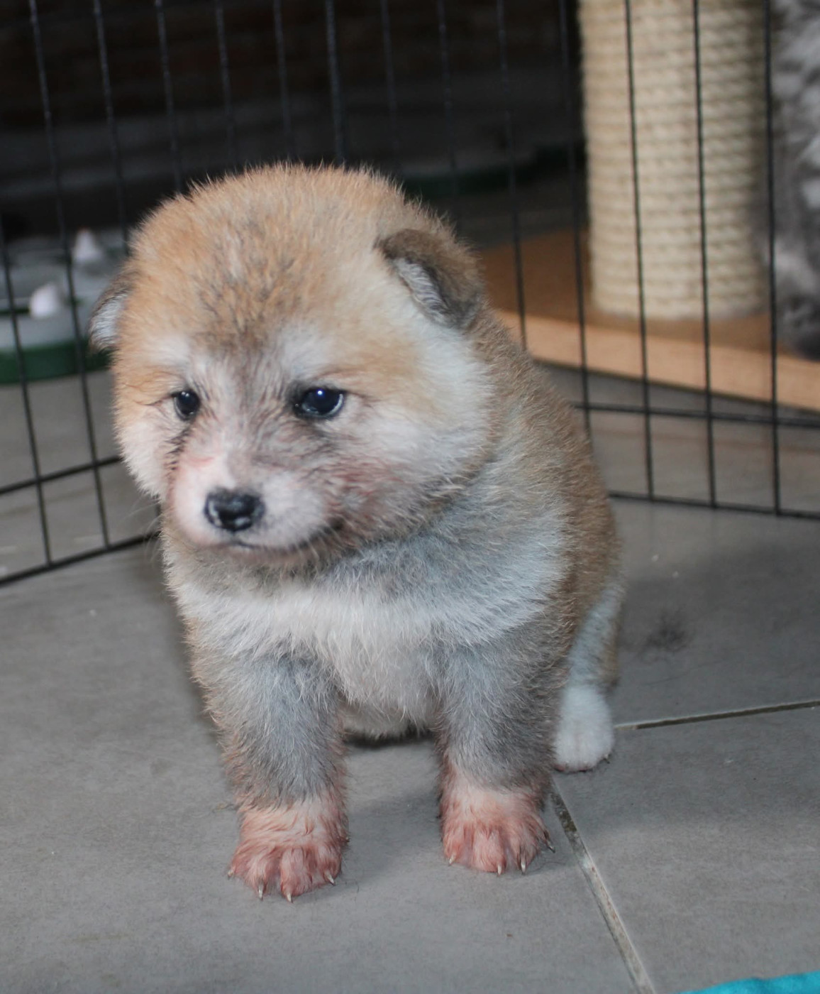 Du Sanctuaire Des Hoshi No Yume - Chiots disponibles - Akita
