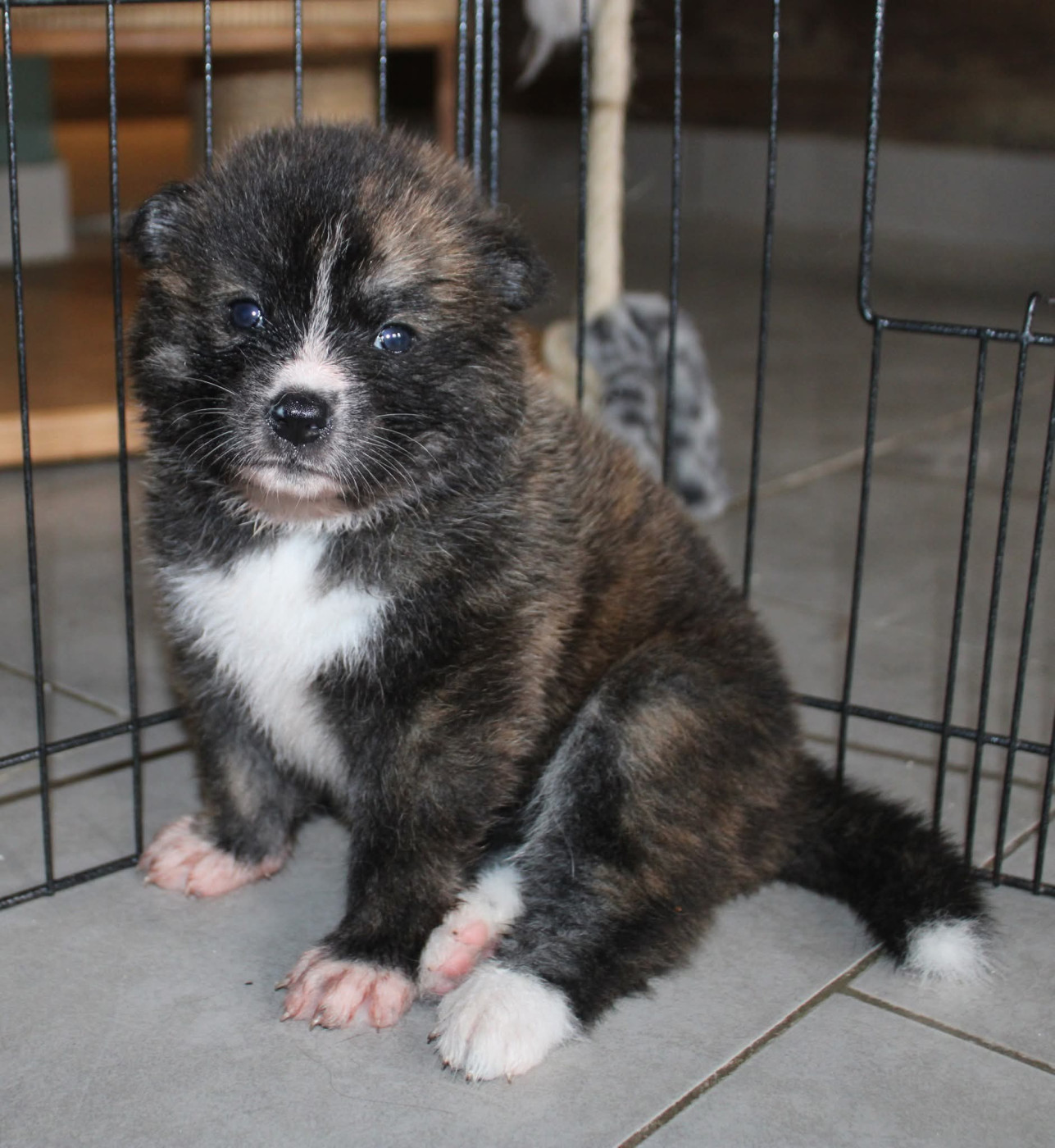 Du Sanctuaire Des Hoshi No Yume - Chiots disponibles - Akita